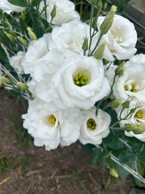 Week 31 Lisianthus 2